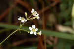 Summer spurge